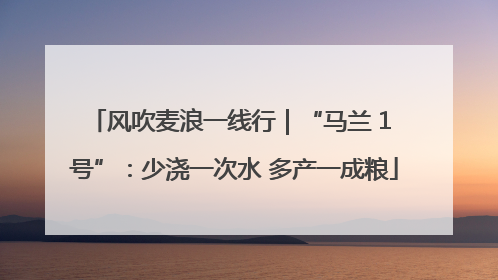 风吹麦浪一线行｜“马兰 1 号”：少浇一次水 多产一成粮