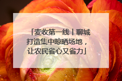麦收第一线丨聊城打造集中晾晒场地，让农民省心又省力