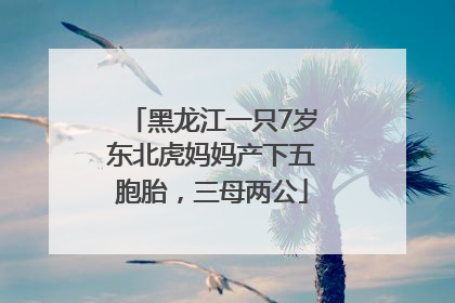 黑龙江一只7岁东北虎妈妈产下五胞胎，三母两公